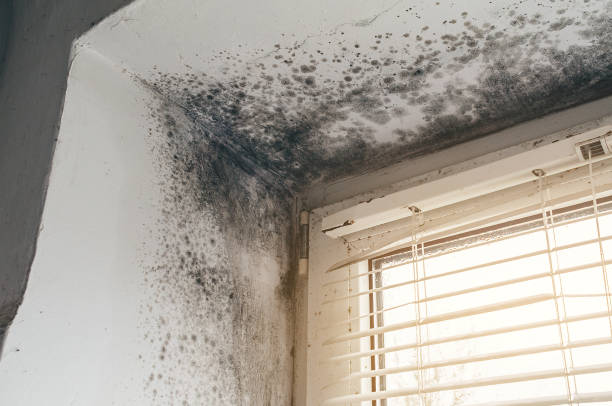 Affordable Attic Mold Remediation solutions in Waynesboro, VA